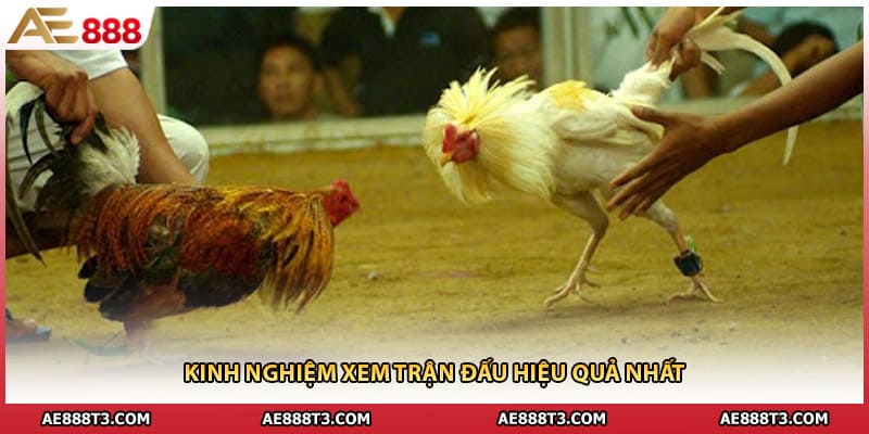 Kinh nghiệm xem trận đấu hiệu quả nhất