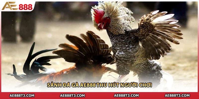 Sảnh đá gà AE888 thu hút người chơi